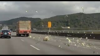 不要在高速公路上賣我高麗菜啦