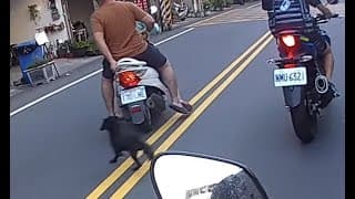 狗狗跳車差點被撞~