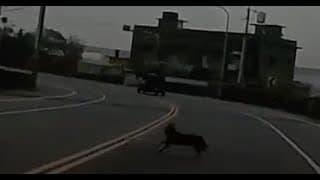 那隻狗是隱形了嗎？（開聲音）