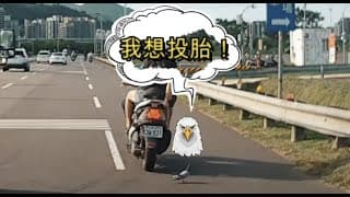 叫我鴿哥！